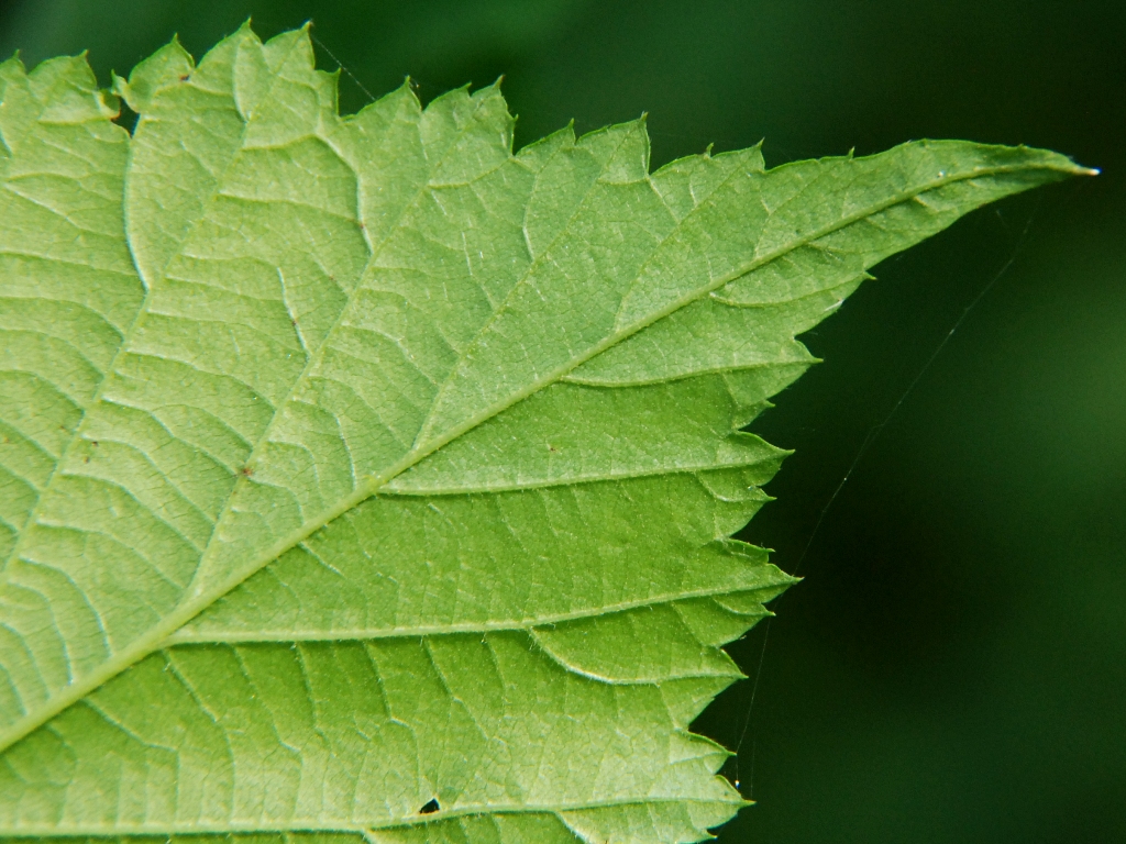 Rubus gratus (door Peter Venema)