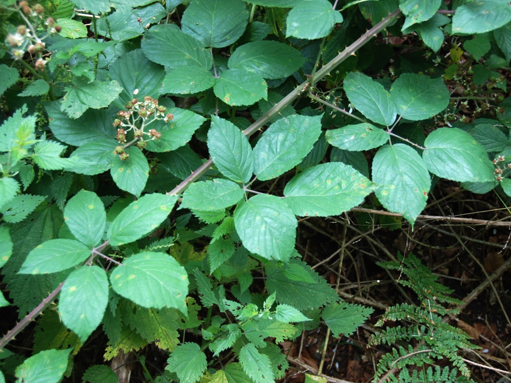 Rubus macrophyllus (door Peter Venema)