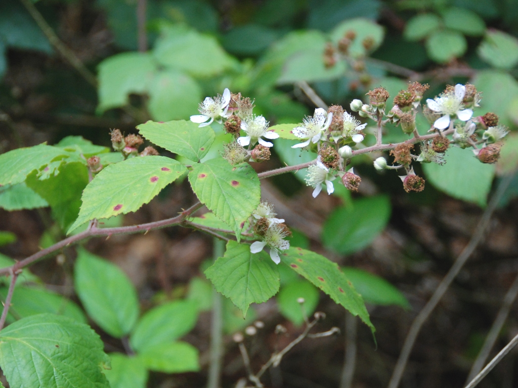 Rubus macrophyllus (door Peter Venema)