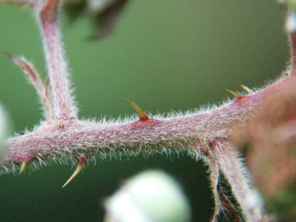 Rubus macrophyllus (door Peter Venema)