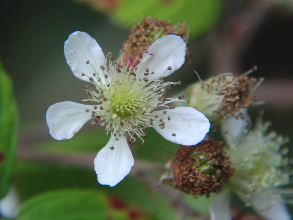 Rubus macrophyllus (door Peter Venema)