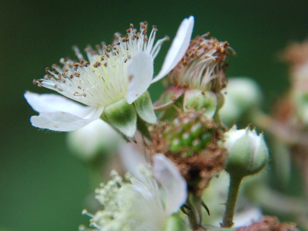 Rubus macrophyllus (door Peter Venema)