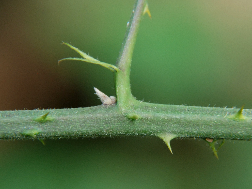 Rubus macrophyllus (door Peter Venema)