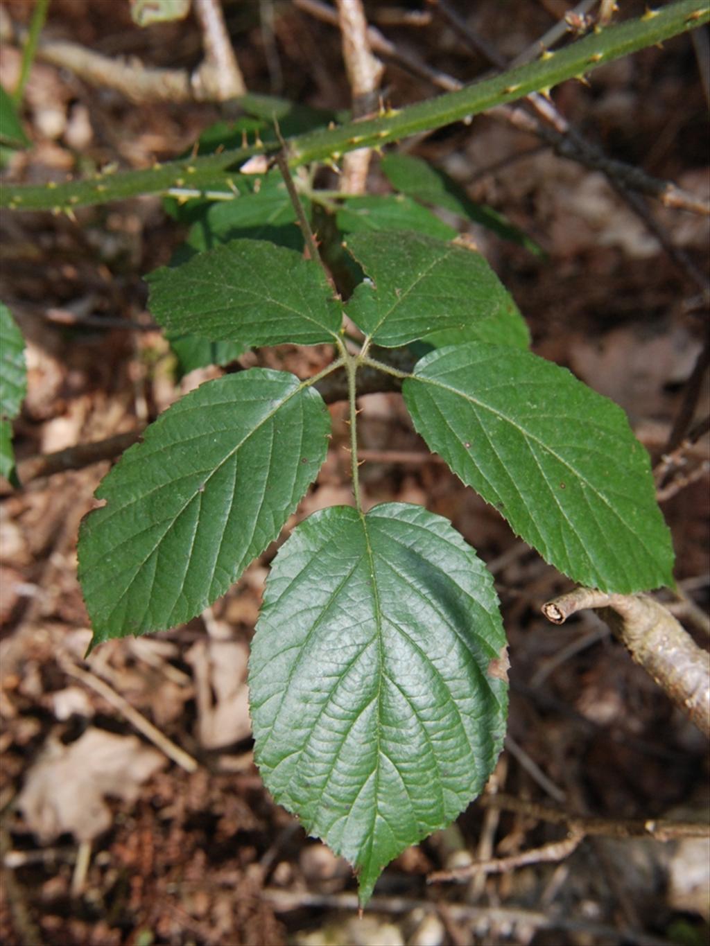 Rubus macrophyllus (door Peter Venema)