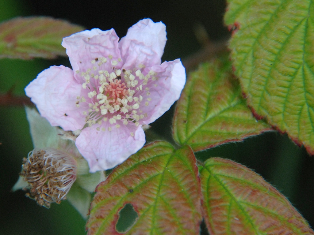 Rubus nemorosus (door Peter Venema)