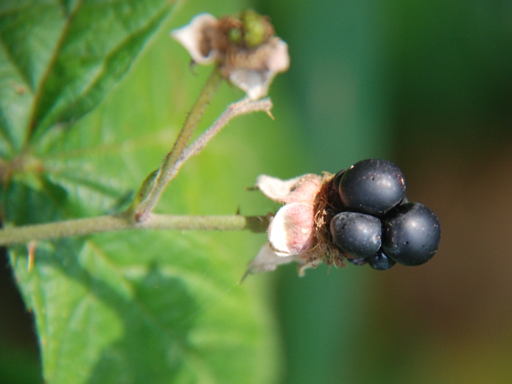 Rubus nemorosus (door Peter Venema)