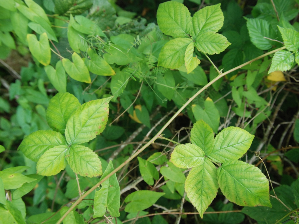 Rubus nemorosus (door Peter Venema)