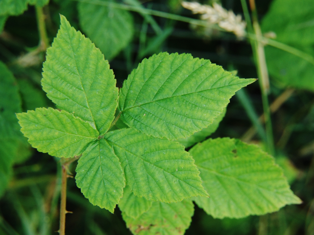 Rubus nemorosus (door Peter Venema)