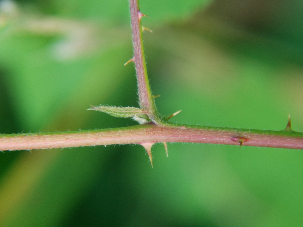 Rubus nemorosus (door Peter Venema)