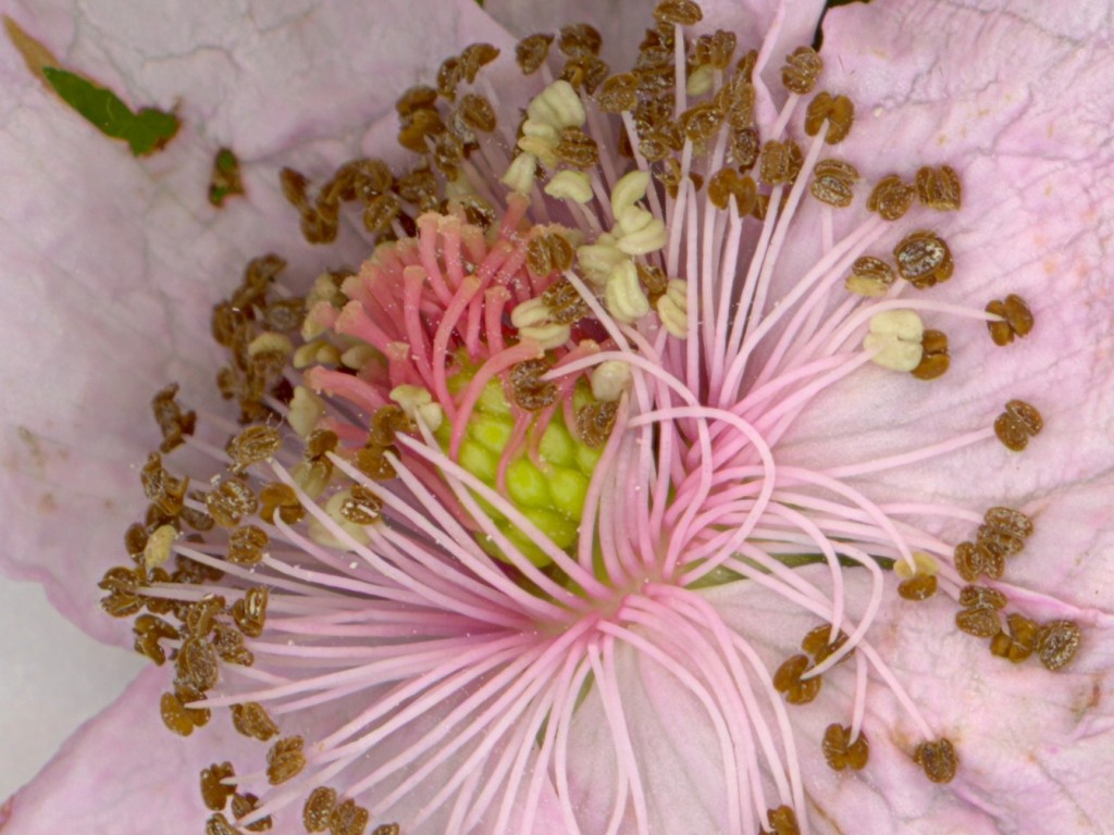 Rubus nemorosus (door Peter Venema)