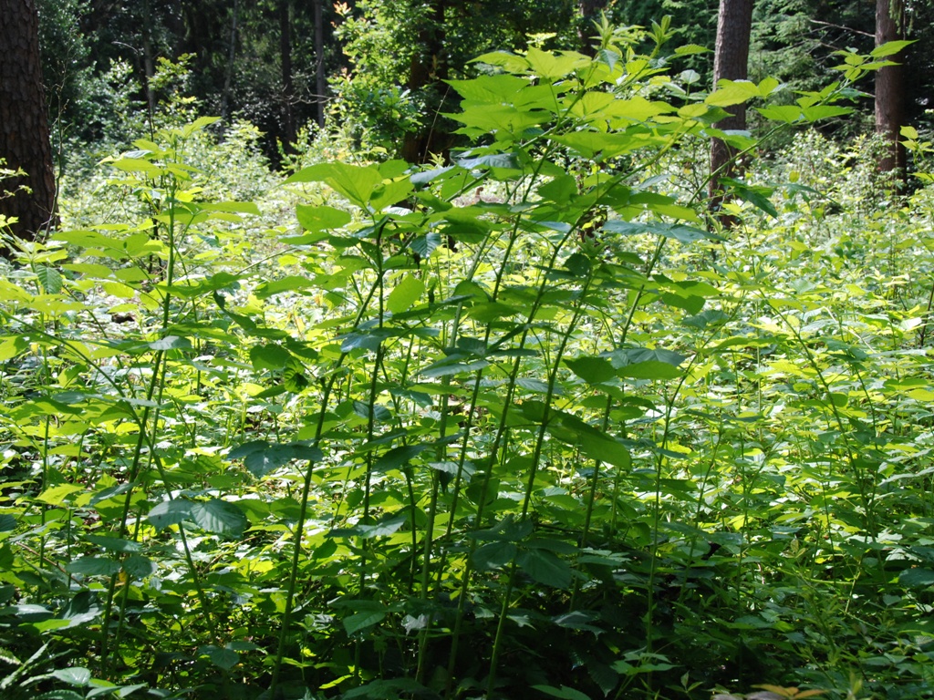 Rubus nessensis (door Peter Venema)