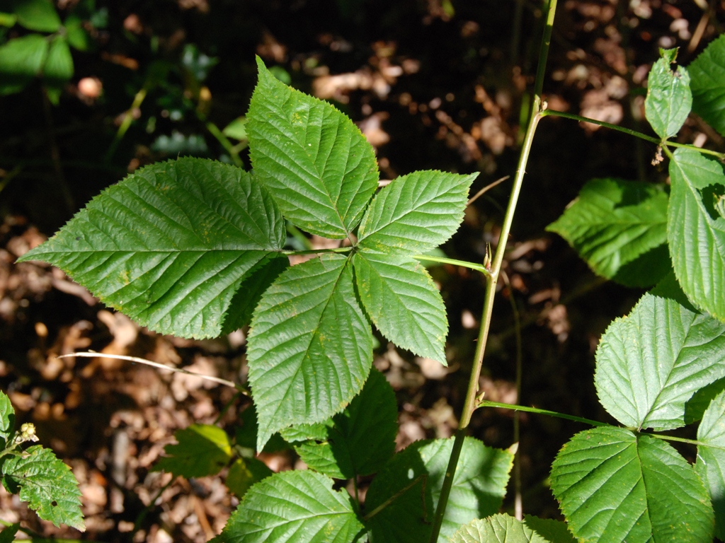 Rubus nessensis (door Peter Venema)