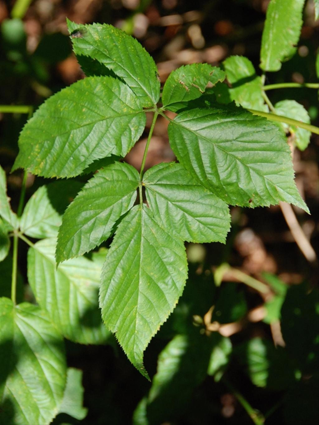 Rubus nessensis (door Peter Venema)