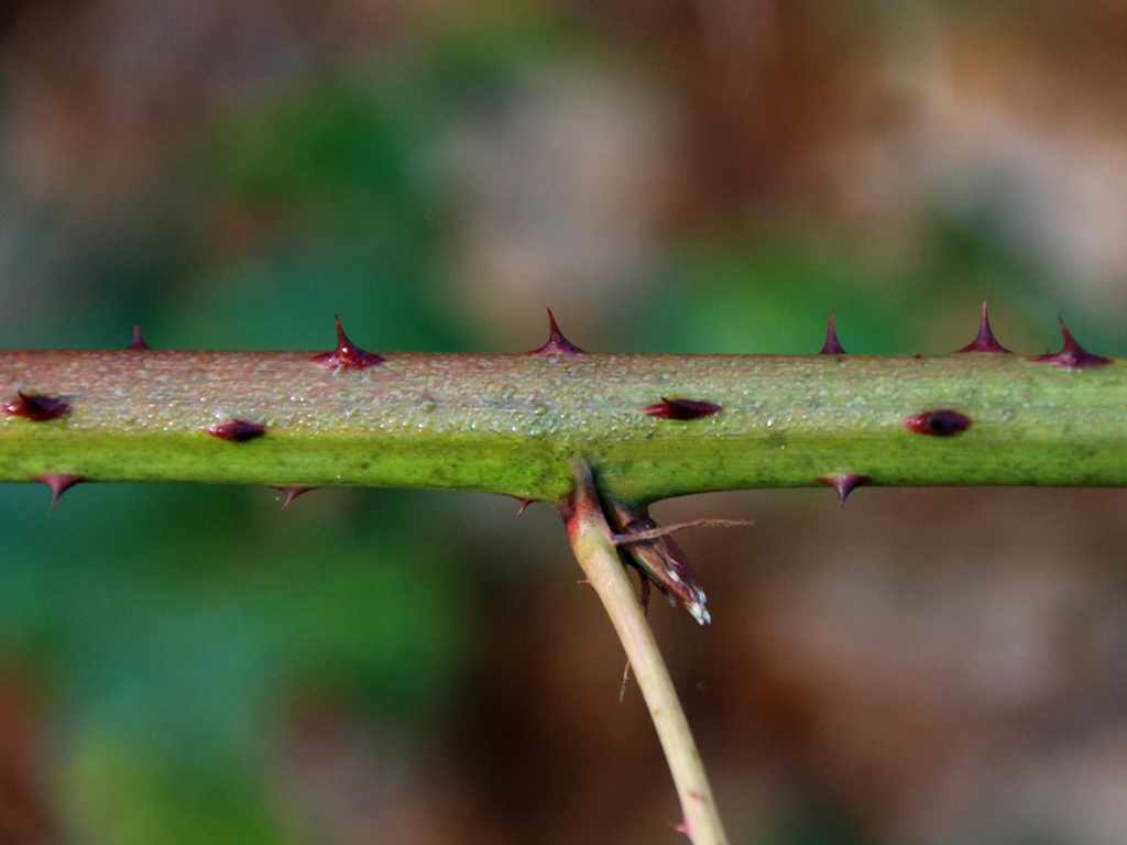 Rubus nessensis (door Peter Venema)