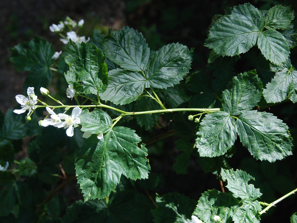 Rubus nessensis (door Peter Venema)