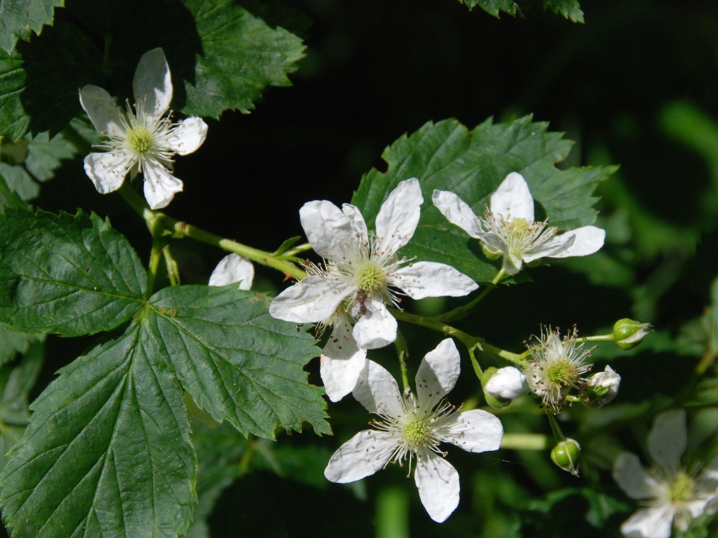 Rubus nessensis (door Peter Venema)