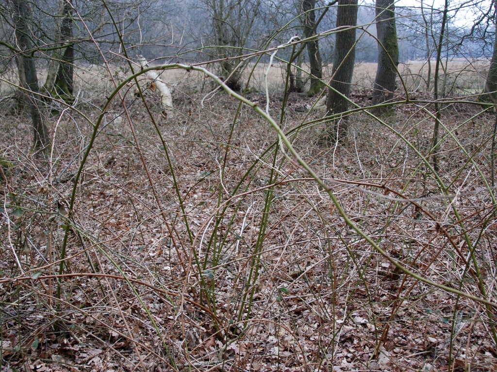 Rubus nessensis (door Peter Venema)