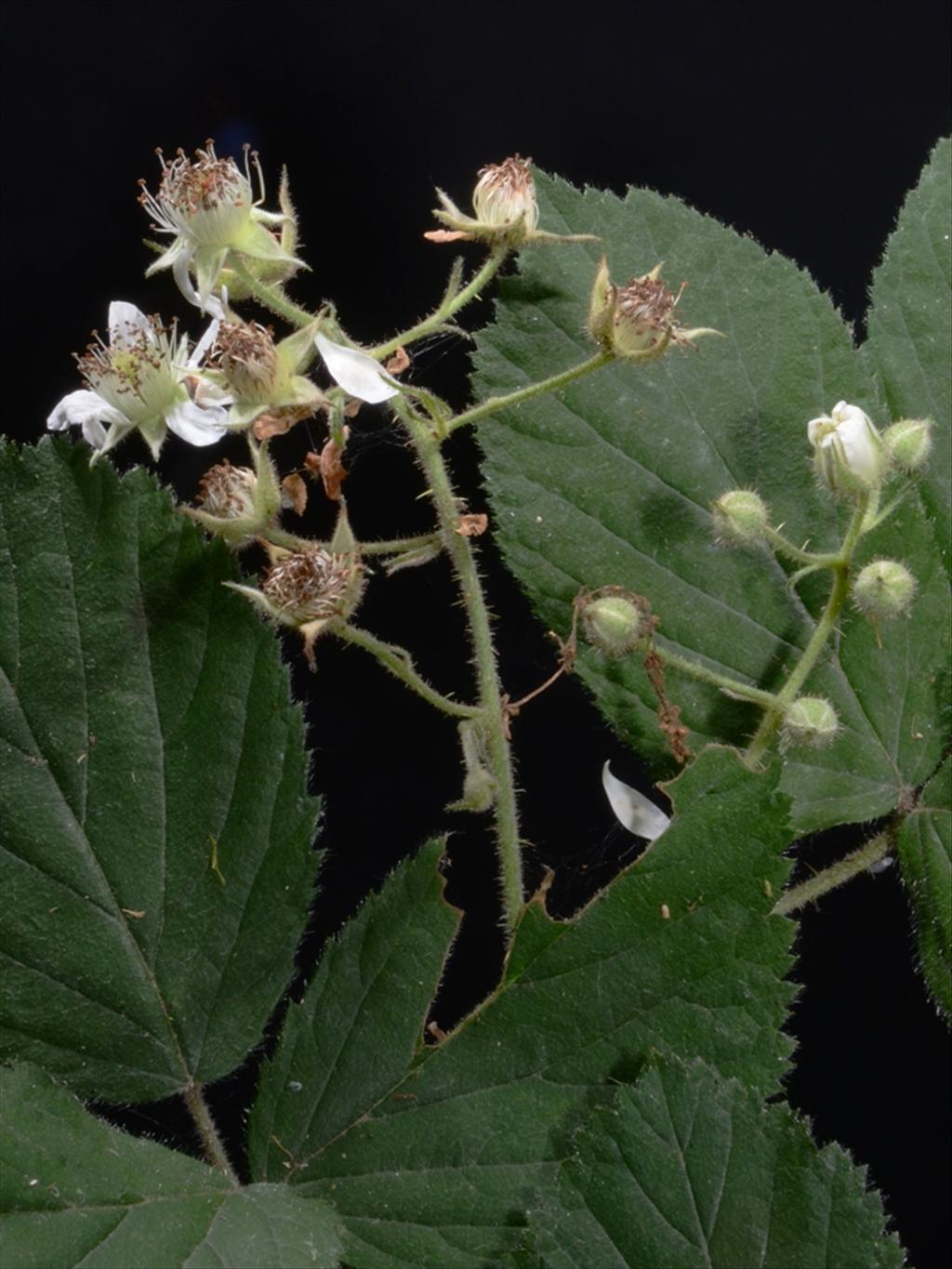 Rubus bellardii (door Peter Venema)