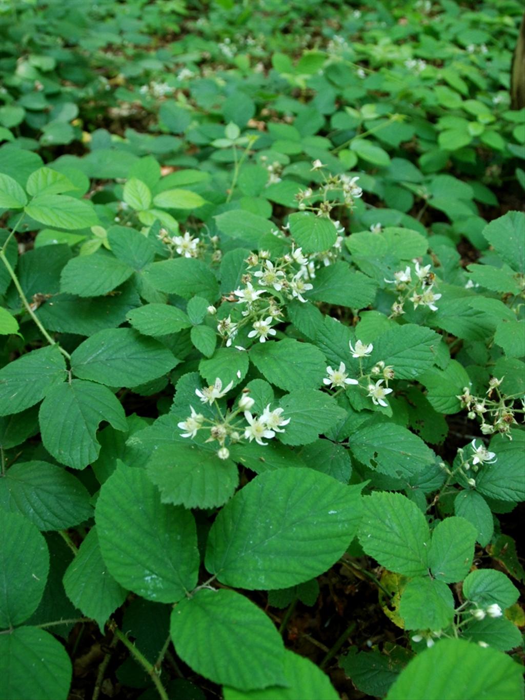 Rubus bellardii (door Peter Venema)