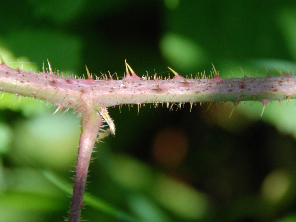 Rubus bellardii (door Peter Venema)