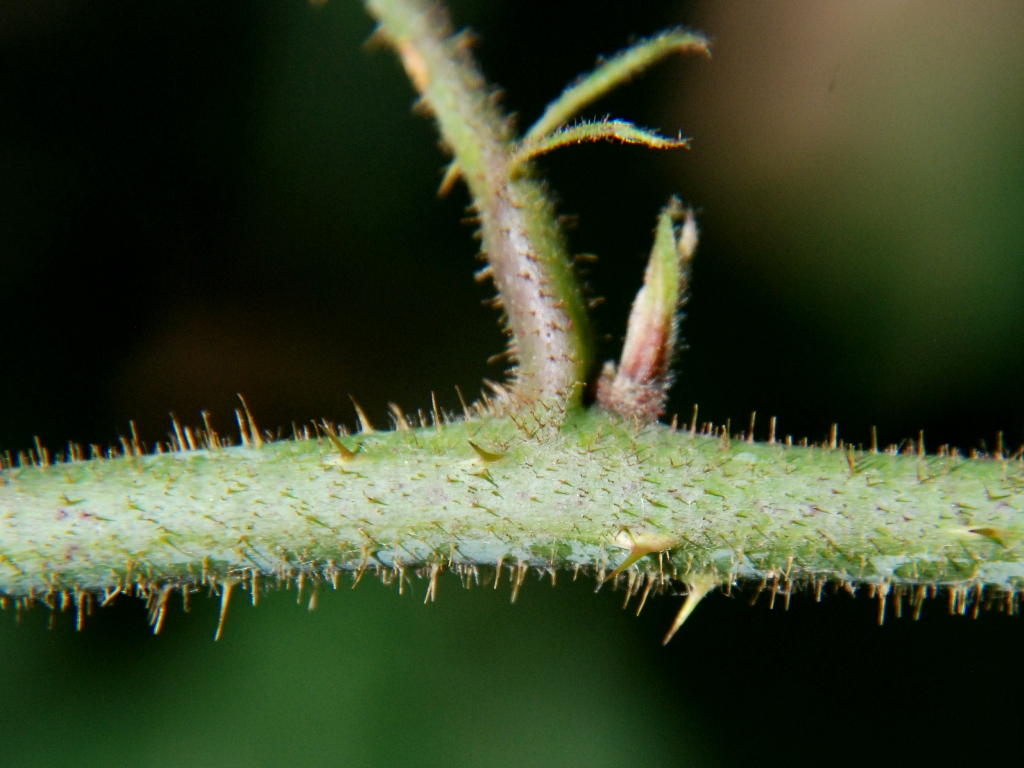 Rubus bellardii (door Peter Venema)