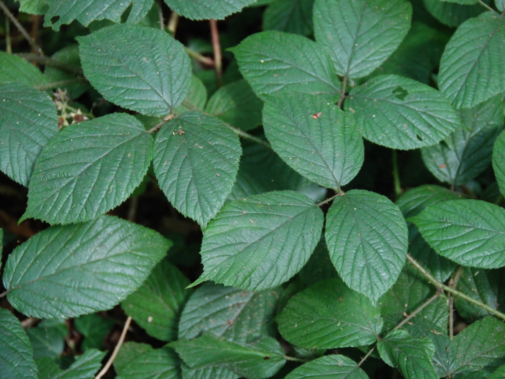 Rubus bellardii (door Peter Venema)