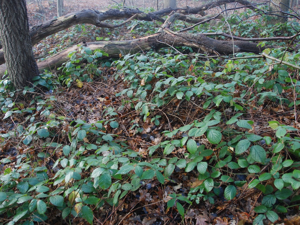 Rubus bellardii (door Peter Venema)