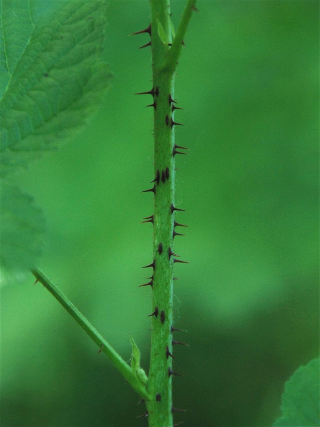 Rubus phoenicacanthus (door Peter Venema)