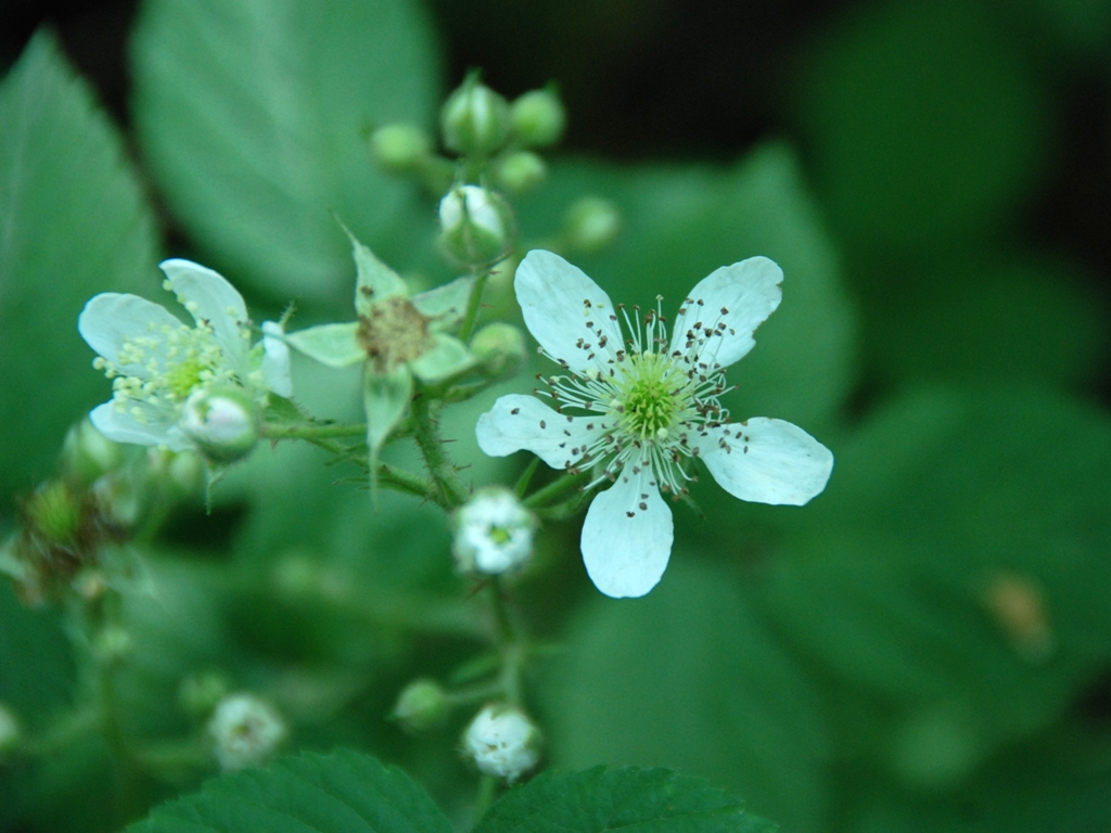 Rubus phoenicacanthus (door Peter Venema)