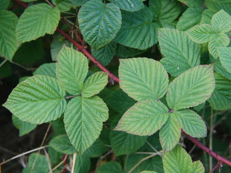 Rubus phoenicacanthus (door Peter Venema)