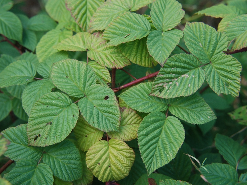 Rubus phoenicacanthus (door Peter Venema)