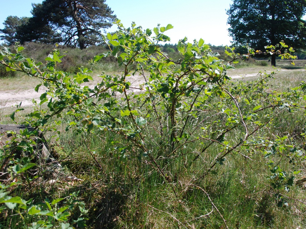 Rubus plicatus (door Peter Venema)