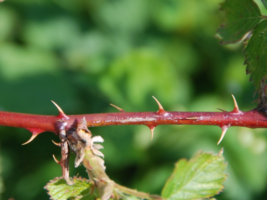 Rubus plicatus (door Peter Venema)