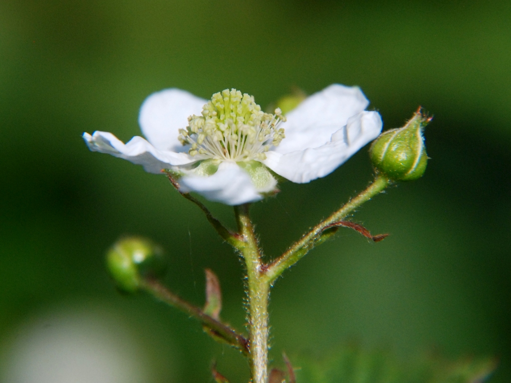 Rubus plicatus (door Peter Venema)