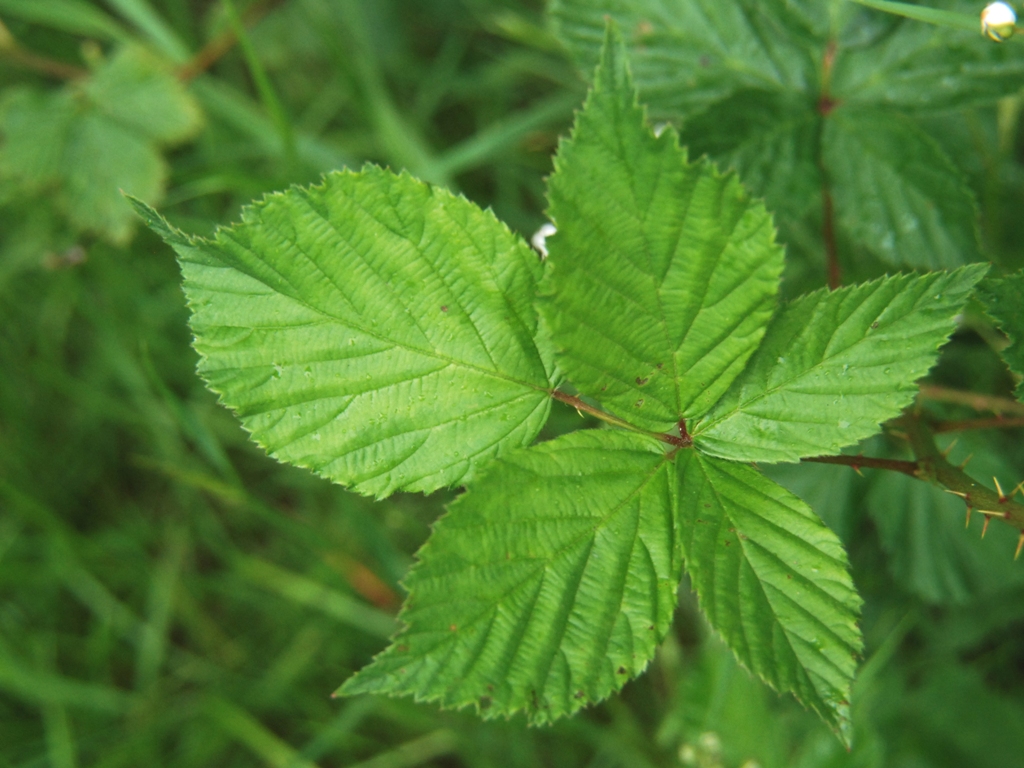 Rubus plicatus (door Peter Venema)