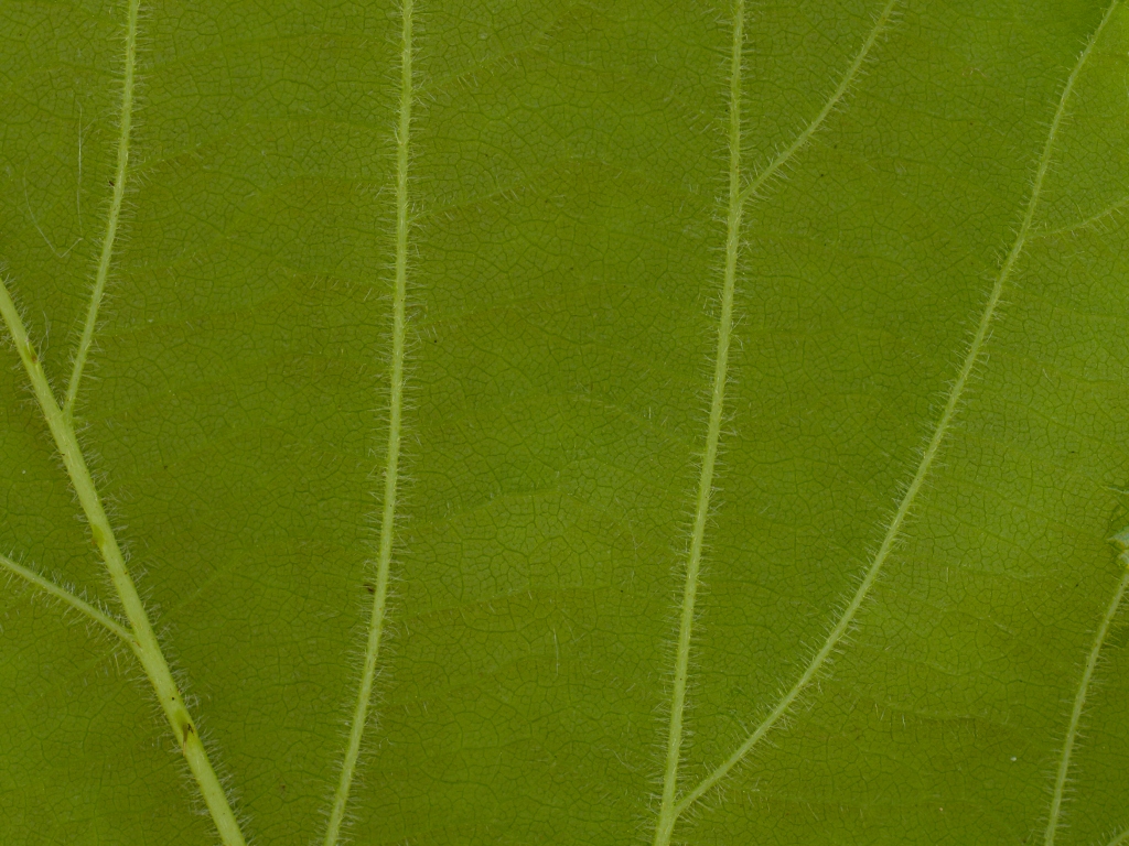 Rubus umbrosus (door Peter Venema)