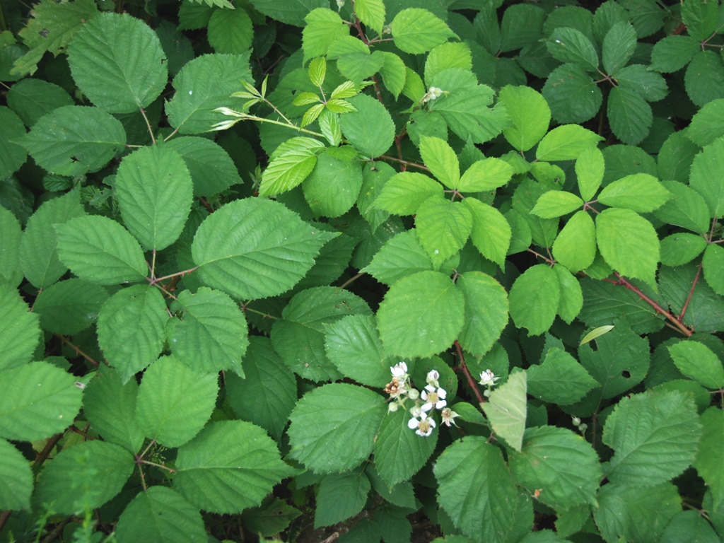 Rubus umbrosus (door Peter Venema)