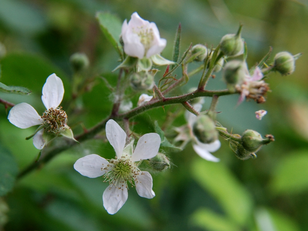 Rubus umbrosus (door Peter Venema)