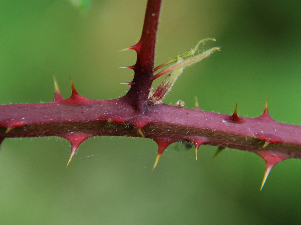 Rubus umbrosus (door Peter Venema)