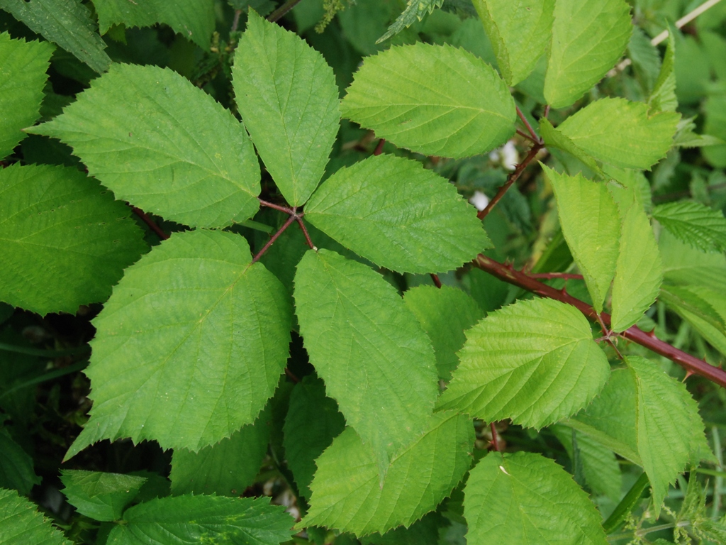 Rubus umbrosus (door Peter Venema)