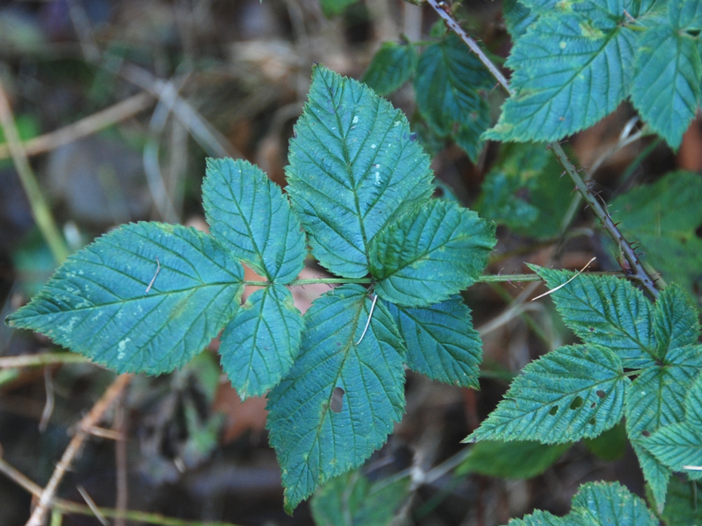 Rubus scissus (door Peter Venema)