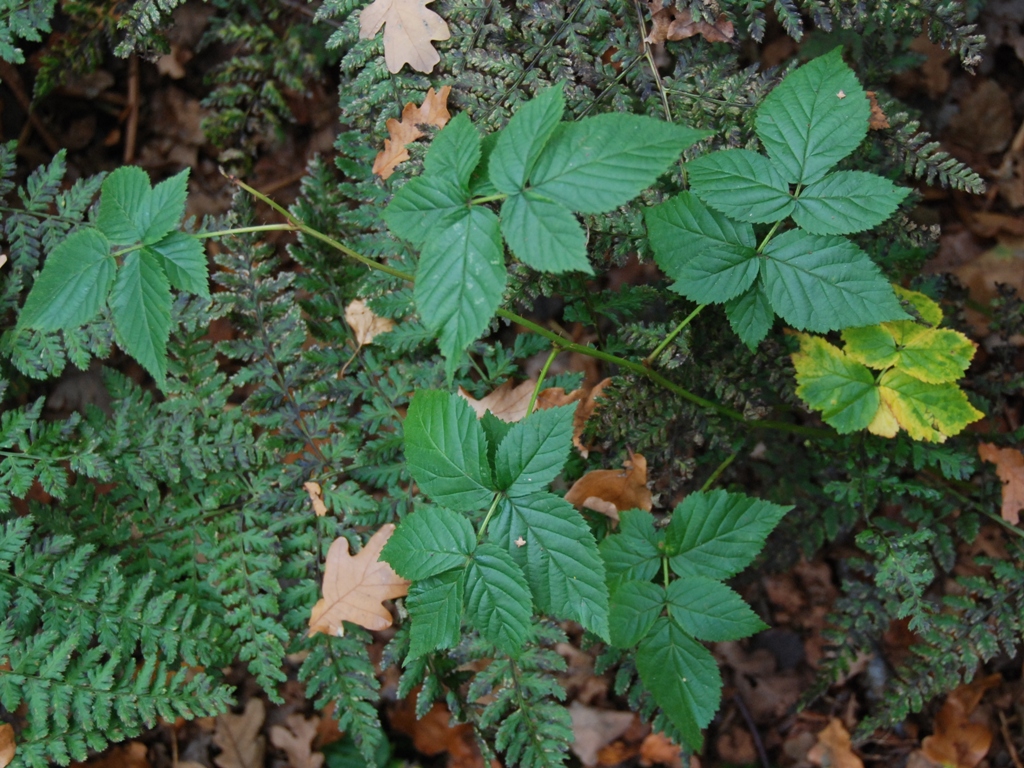 Rubus scissus (door Peter Venema)