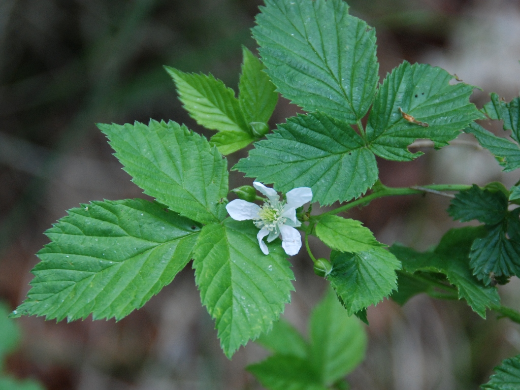 Rubus scissus (door Peter Venema)