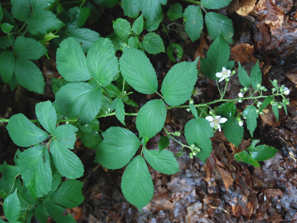 Rubus silvaticus (door Peter Venema)