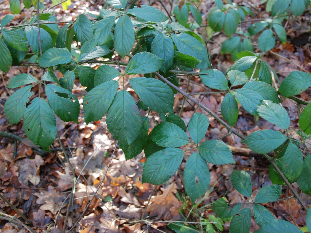 Rubus silvaticus (door Peter Venema)