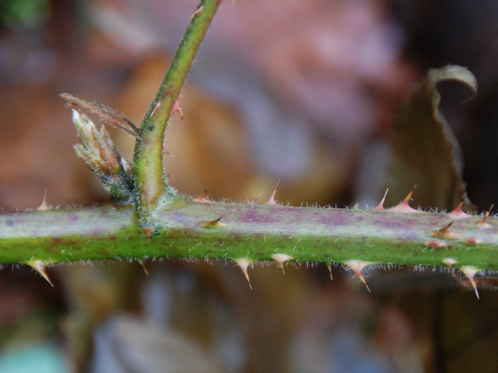 Rubus silvaticus (door Peter Venema)