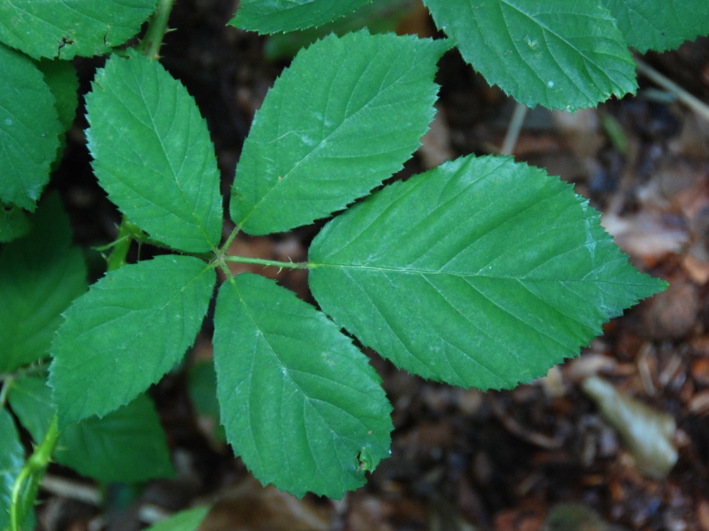 Rubus silvaticus (door Peter Venema)