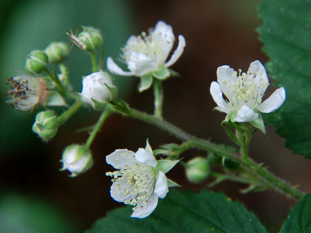 Rubus silvaticus (door Peter Venema)