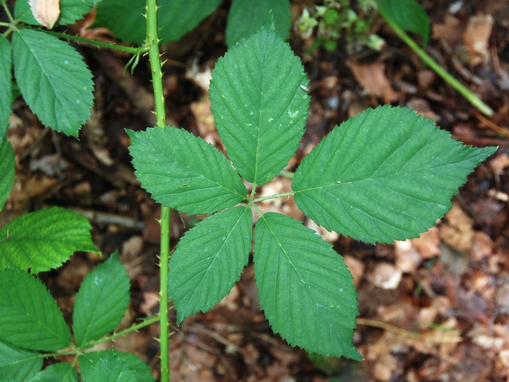 Rubus silvaticus (door Peter Venema)