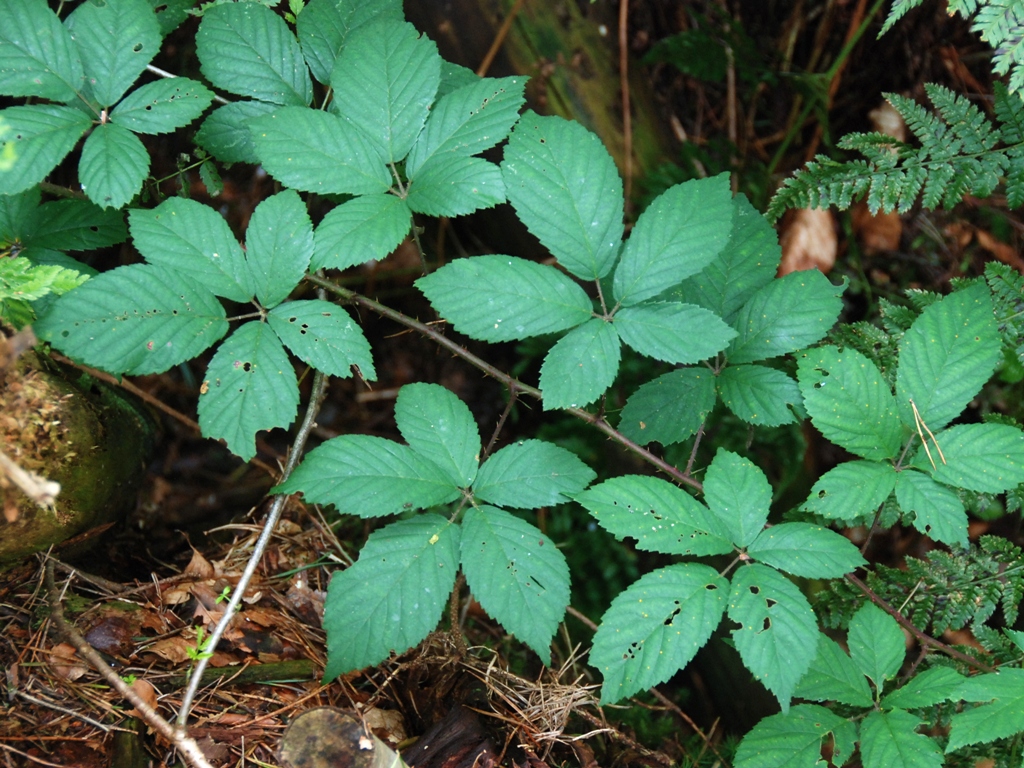 Rubus silvaticus (door Peter Venema)